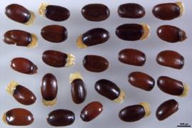   Seeds:   Pomaderris andromedifolia ; Photo by B. Clinton, Atlas of Living Australia, ala.org.au
